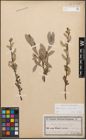 Foto von Salix caprea L. x Salix purpurea L.